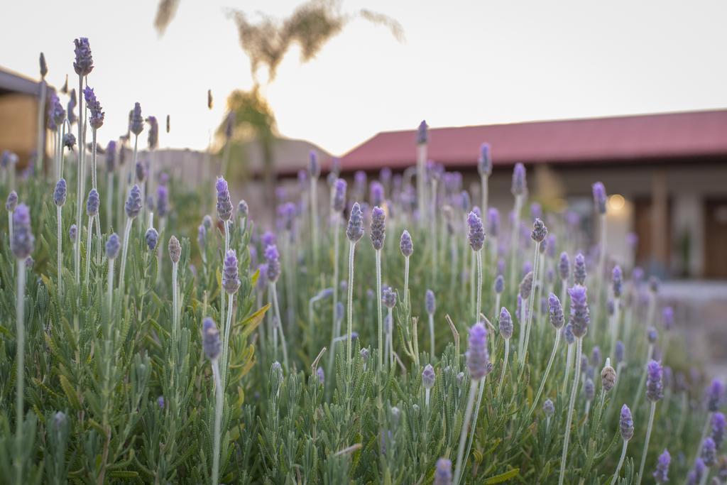 Terra Del Valle Bed & Breakfast Valle de Guadalupe Exterior photo